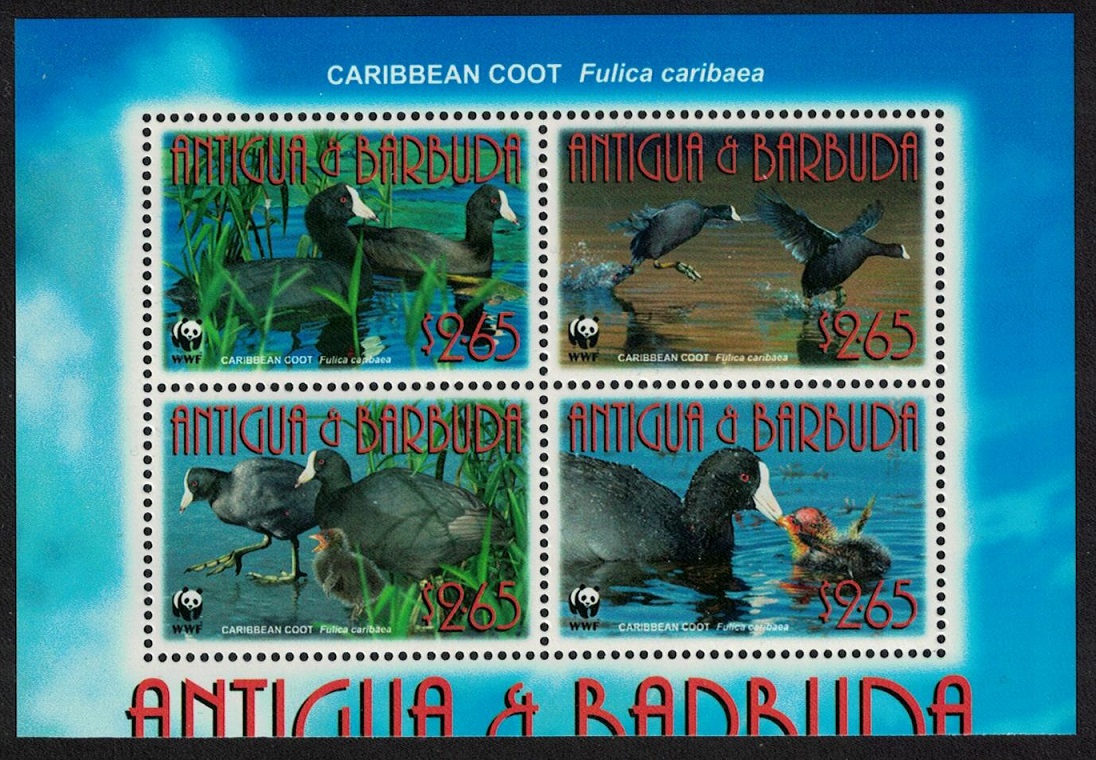 Antigua and Barbuda Birds WWF Caribbean Coot 4v Block of 4 Latin Name 2009 MNH SG#4259-4262 MI#4702-4705 Sc#3055a-d