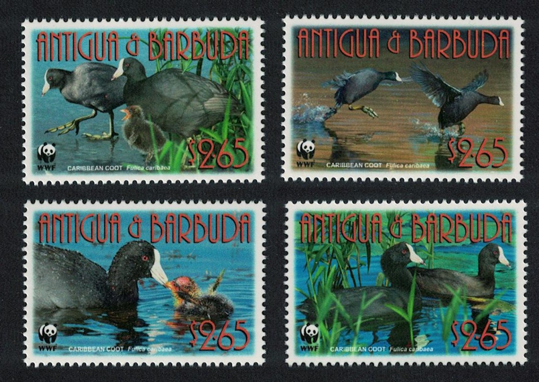 Antigua and Barbuda WWF Birds Caribbean Coot 4v 2009 MNH SG#4259-4262 MI#4702-4705 Sc#3055a-d