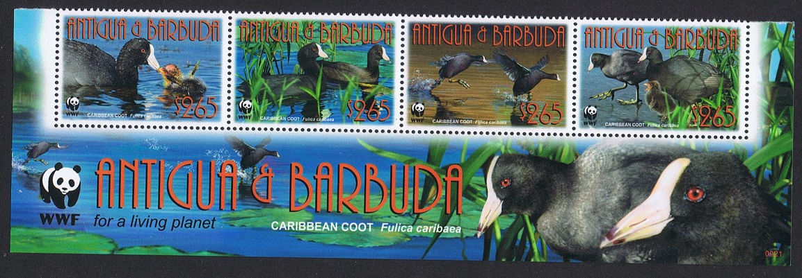 Antigua and Barbuda Birds WWF Caribbean Coot Strip of 4v WWF Logo 2009 MNH SG#4259-4262 MI#4702-4705 Sc#3055a-d