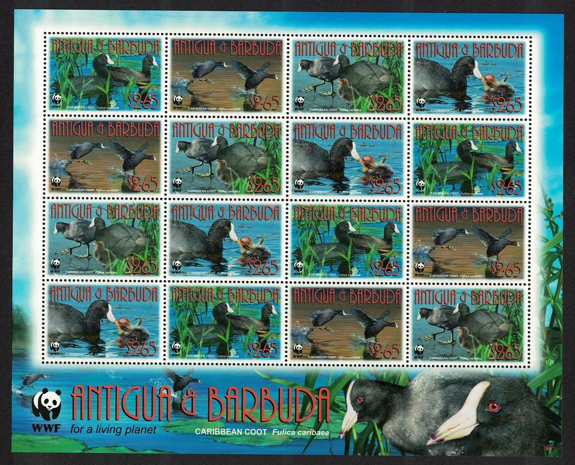 Antigua and Barbuda Birds WWF Caribbean Coot Sheetlet of 4 sets 2009 MNH SG#4259-4262 MI#4702-4705 Sc#3055a-d