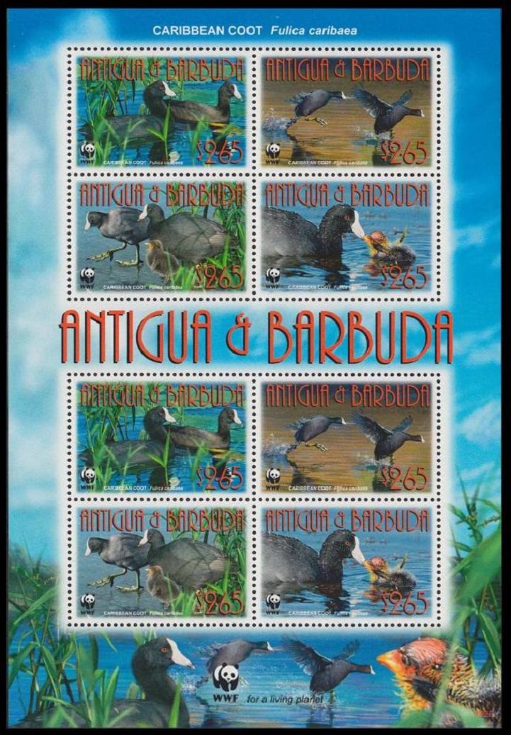 Antigua and Barbuda Birds WWF Caribbean Coot MS 2009 MNH SG#MS4263 MI#4702-4705 Sc#3055a-d