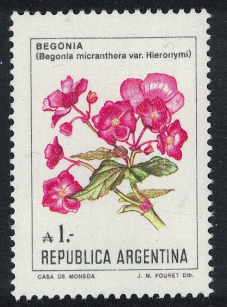 Argentina &#39;Begonia micranthera var.&#39; Hieronymi Flowers 1985 MNH SG#1939