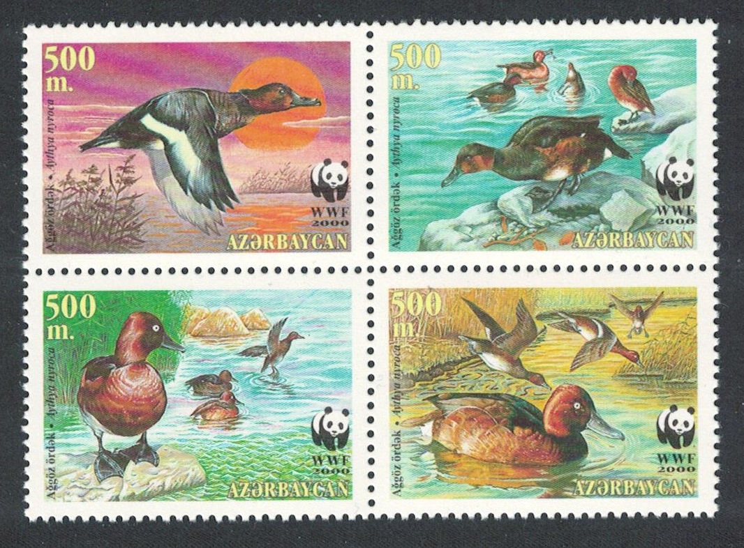 Azerbaijan Birds WWF Ferruginous Duck 4v Block of 4 2000 MNH SG#480-483 MI#474-477 Sc#704 a-d