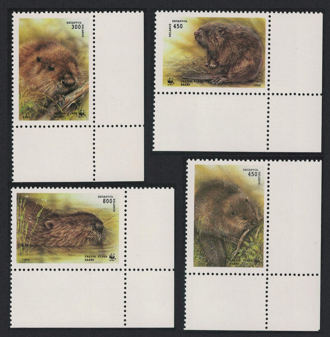 Belarus WWF European Beaver 4v Corners 1995 MNH SG#119-122 MI#96-99 Sc#117-120