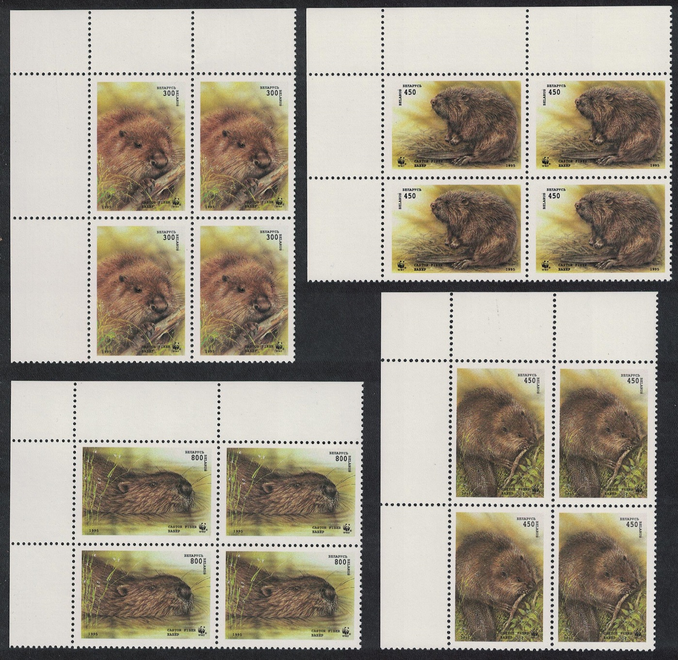 Belarus WWF European Beaver 4 Corner Blocks of 4 1995 MNH SG#119-122 MI#96-99 Sc#117-120