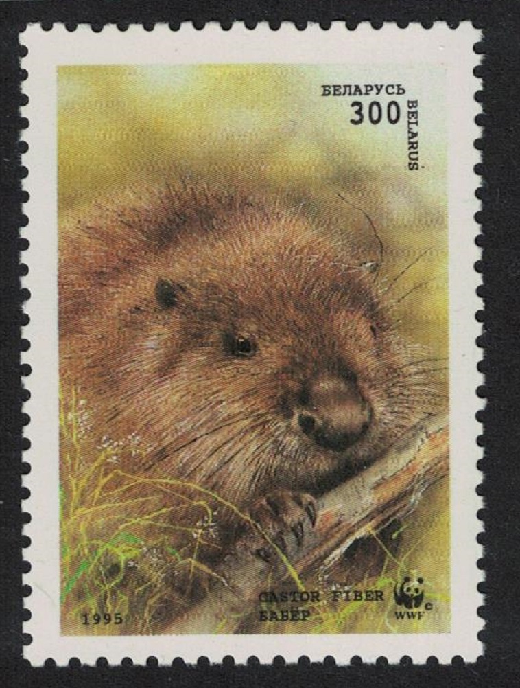 Belarus WWF Head of Beaver 300r 1995 MNH SG#119 MI#96 Sc#117