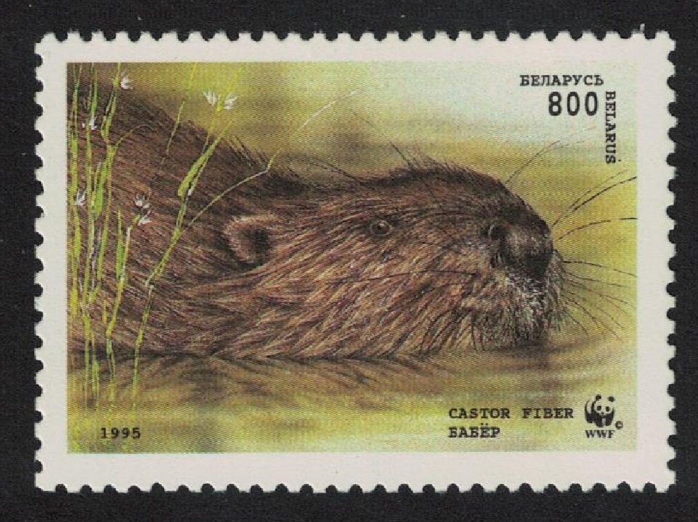 Belarus WWF Beaver swimming 800r 1995 MNH SG#122 MI#99 Sc#120