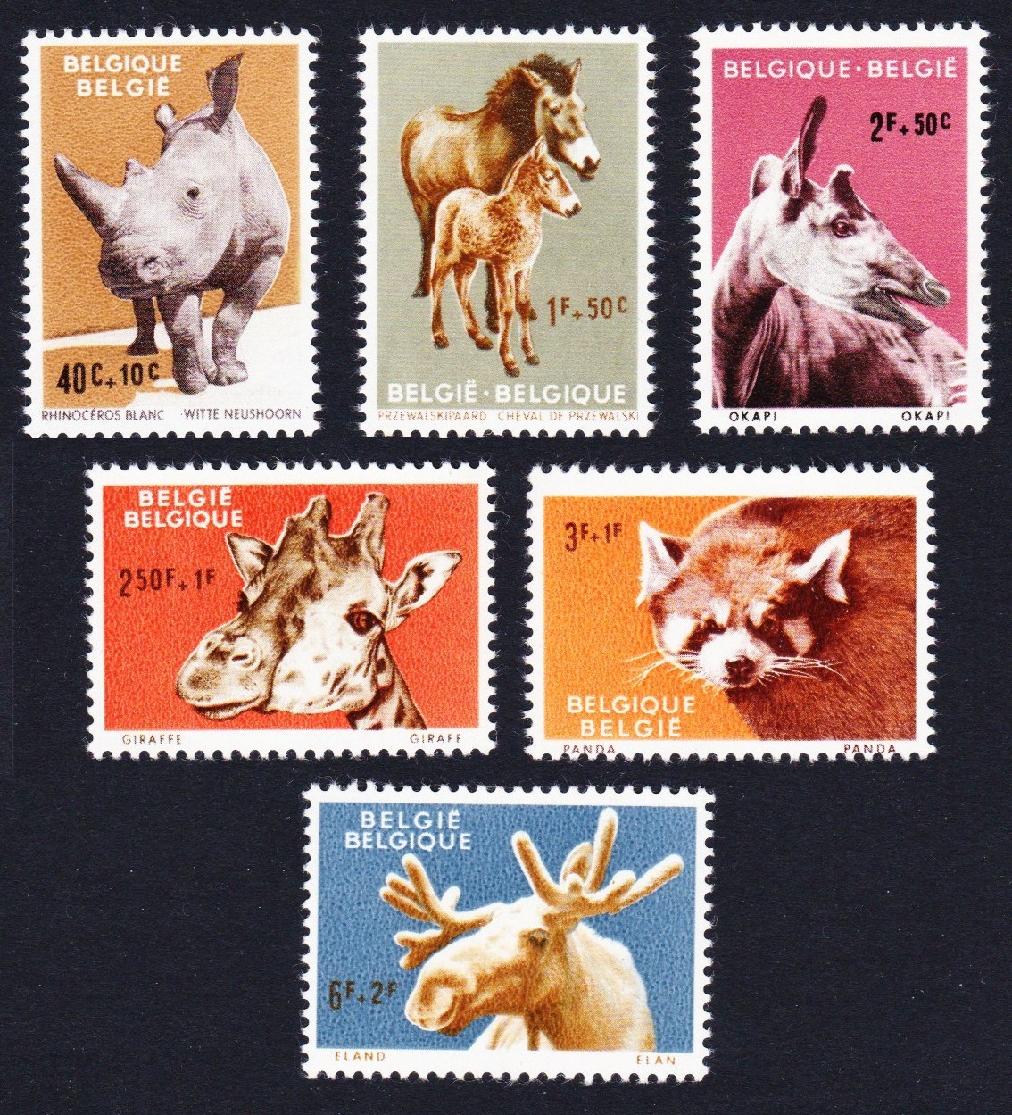 Belgium Panda Rhino Giraffe Animals of Antwerp Zoo 6v 1961 MNH SG#1778-1783 MI#1242-1247