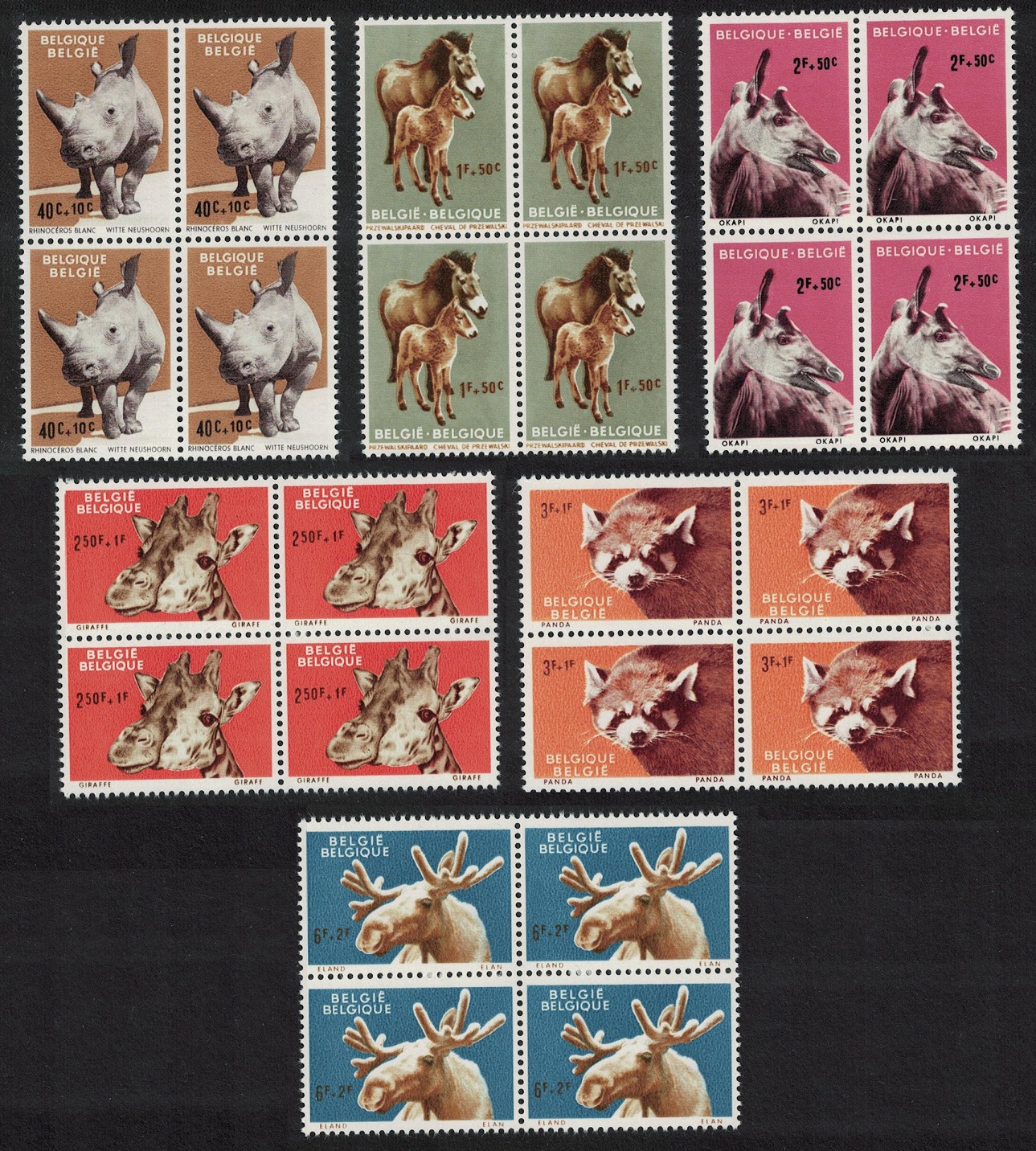 Belgium Panda Rhino Giraffe Animals of Antwerp Zoo 6v Blocks of 4 1961 MNH SG#1778-1783 MI#1242-1247