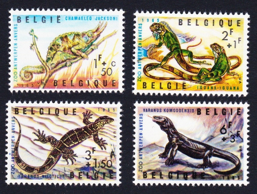 Belgium Chameleon Iguana Lizard Reptiles of Antwerp Zoo 4v 1965 MNH SG#1943-1946 MI#1401-1404 Sc#B779-B782