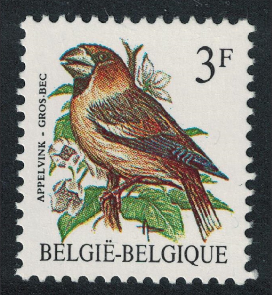 Belgium Hawfinch Bird Buzin &#39;Apelvink - Gros Bec&#39; 3f Normal paper 1985 MNH SG#2847 MI#2241x Sc#1219