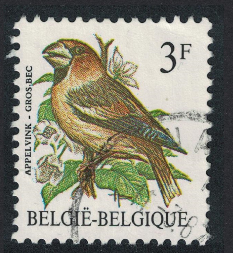 Belgium Hawfinch Bird Buzin &#39;Apelvink - Gros Bec&#39; 3f Typo paper 1986 Canc SG#2847 MI#2241v Sc#1219