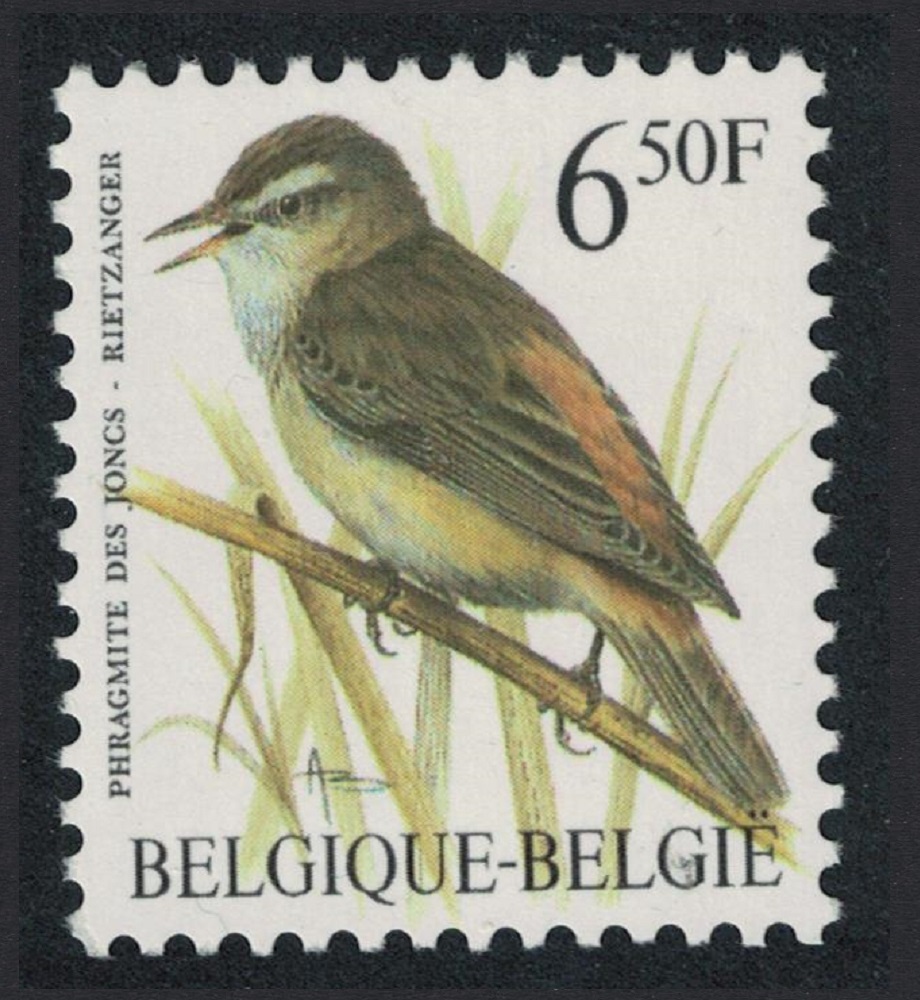 Belgium Sedge-warbler Bird Buzin &#39;Phragmite des Jones&#39; 6f.50 1994 MNH SG#3081 MI#2629x Sc#1441