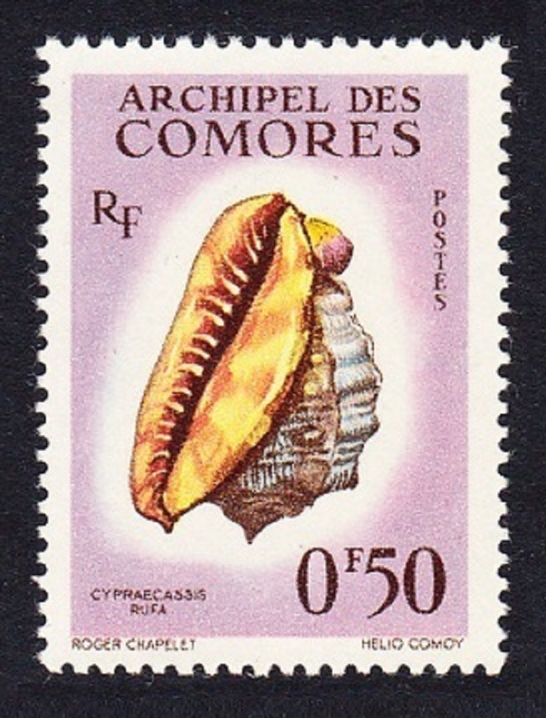 Comoro Islands Sea Shell &#39;Cypraecassis rufa&#39; 50c 1962 MNH SG#23 MI#42 Sc#48