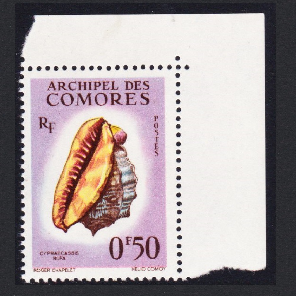 Comoro Islands Sea Shell &#39;Cypraecassis rufa&#39; 50c Corner 1962 MNH SG#23 MI#42 Sc#48