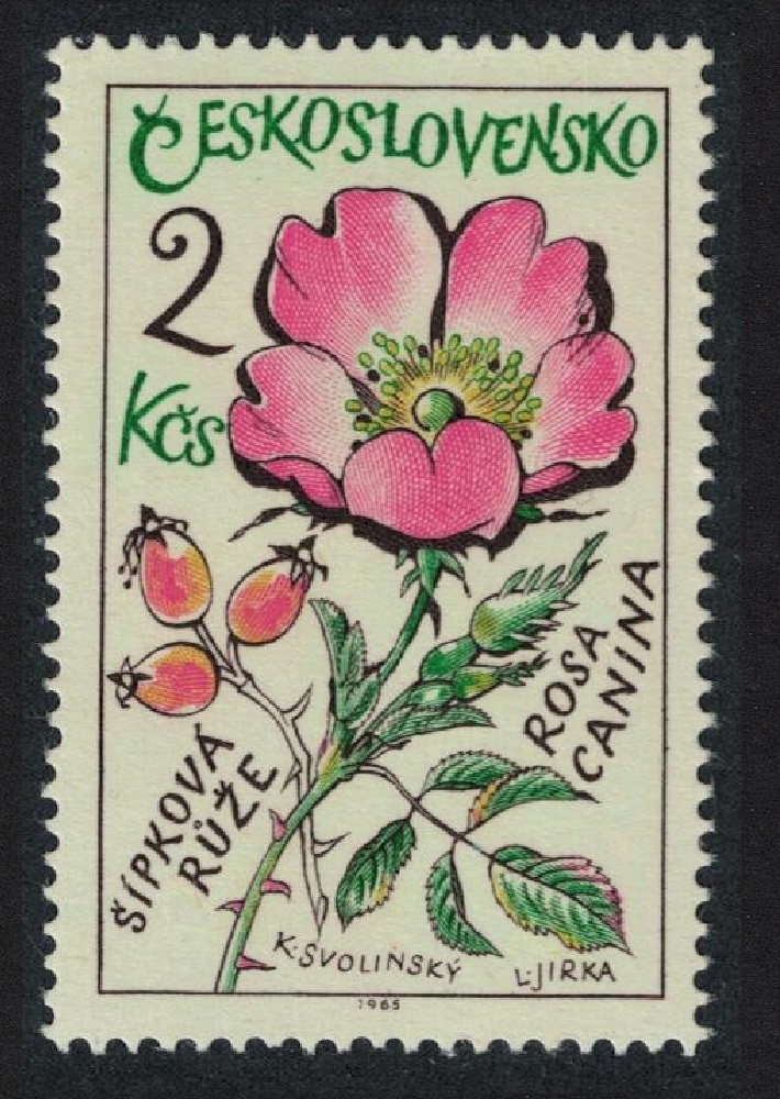 Czechoslovakia Medicinal Plants Dog rose 1965 MNH SG#1544