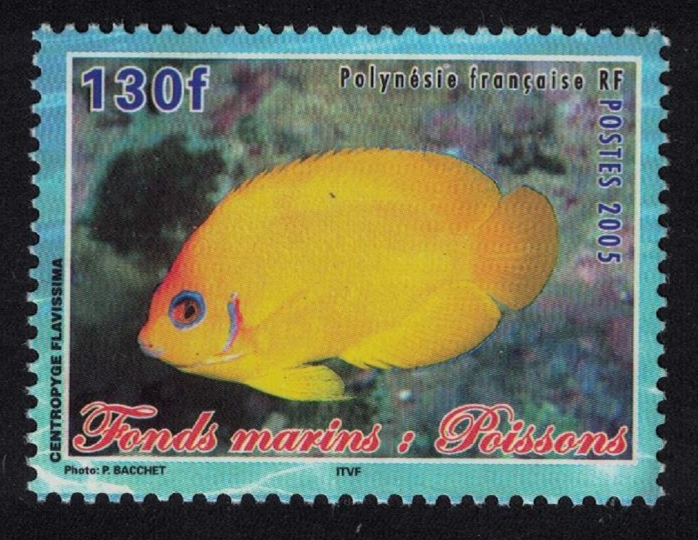 French Polynesia Fish Centropyde flavissima 130f 2005 MNH SG#1002 MI#947