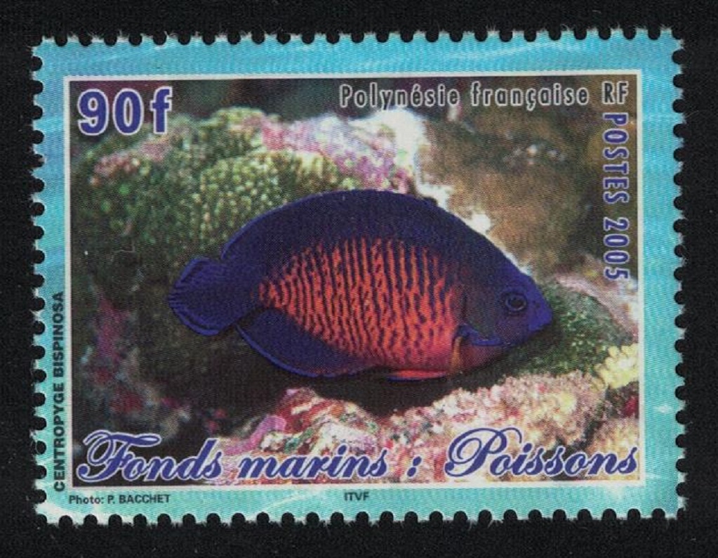 French Polynesia Fish Centropyde bispinosa 90f 2005 MNH SG#999 MI#944