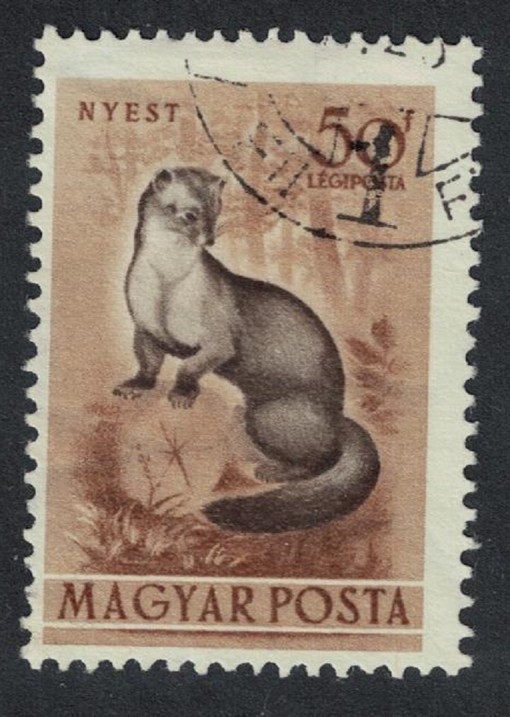 Hungary Beech marten 20fi 1953 Canc SG#1274 Sc#C114