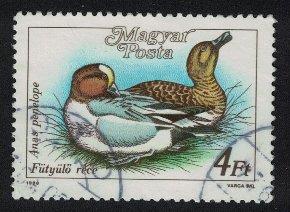 Hungary European Wigeon &#39;Anas penelope&#39; Bird Wild Duck 2Ft 1988 Canc SG#3853 MI#3974 Sc#3138