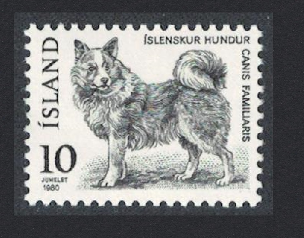 Iceland Icelandic Dog 1980 MNH SG#581