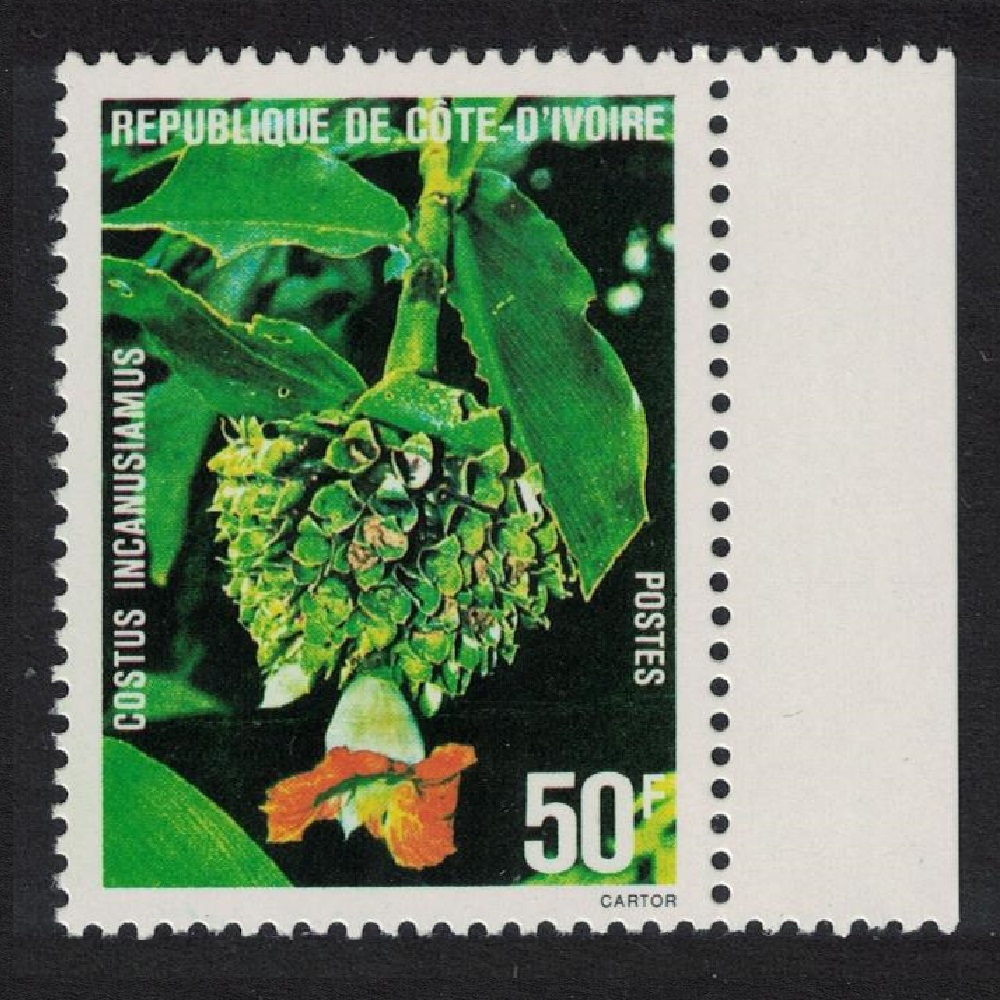 Ivory Coast Flower &#39;Costus incanusiamus&#39; Margin 1980 MNH SG#624