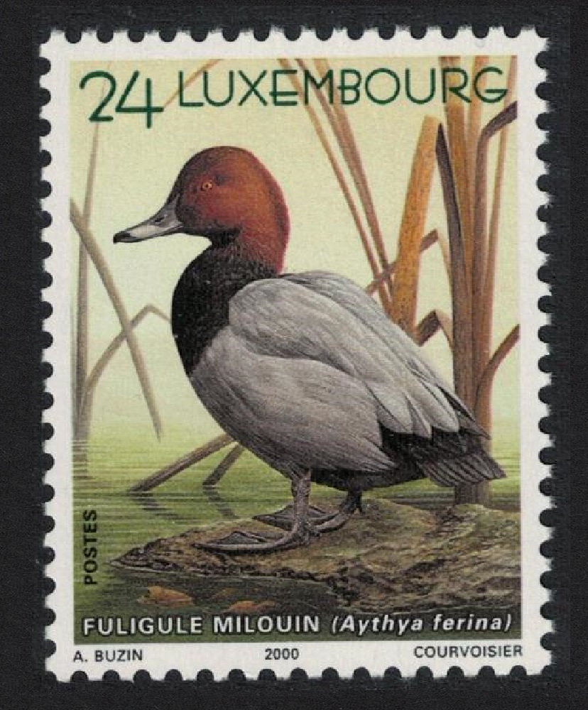 Luxembourg Common pochard Duck Bird Buzin 2000 MNH SG#1537 MI#1504