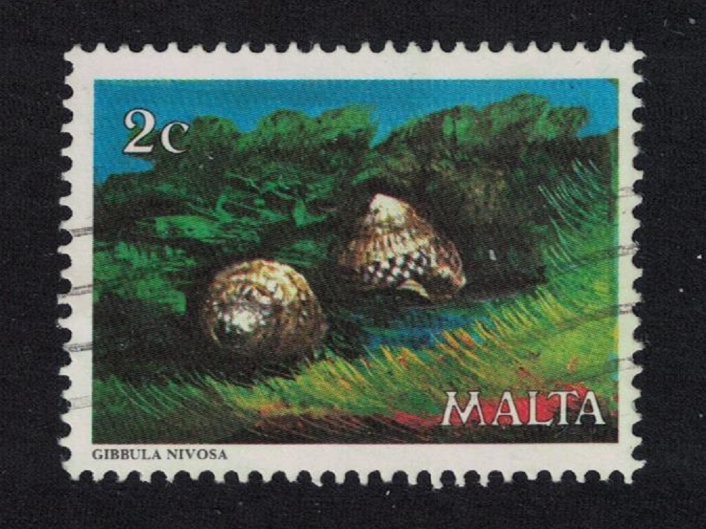 Malta Shells &#39;Gibbula nevosa&#39; Marine Life 1979 Canc SG#630