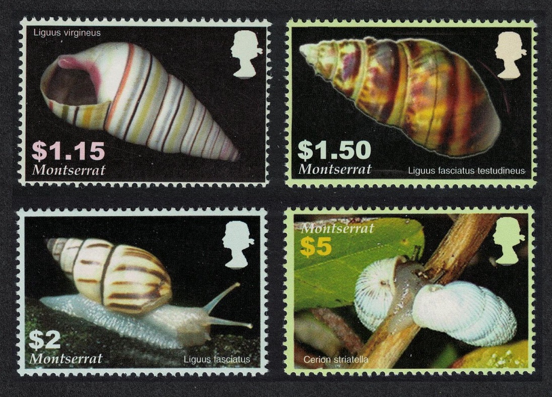 Montserrat Shells Molluscs 4v 2005 MNH SG#1279-1282