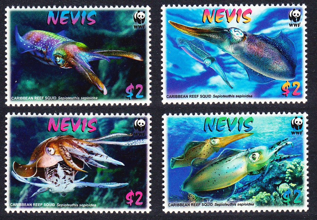 Nevis WWF Caribbean Reef Squid 4v 2009 MNH SG#2155-2158 MI#2380-2383 Sc#2380-2383