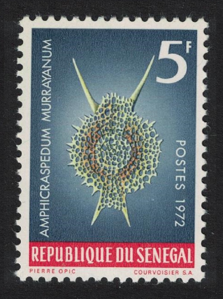 Senegal &#39;Amphicraspedum murrayanum&#39; Protozoans Marine Life 1972 MNH SG#507 MI#505