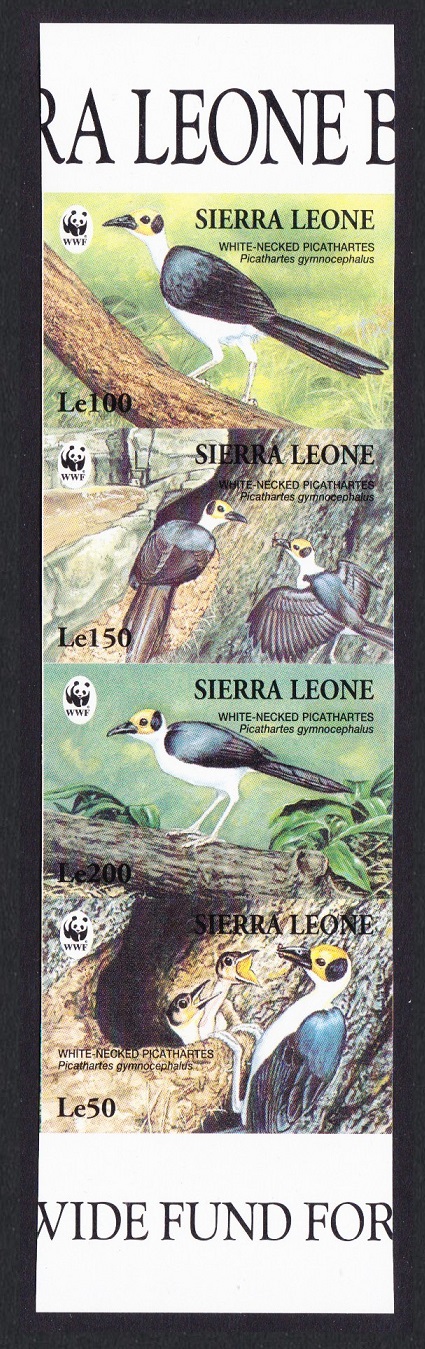 Sierra Leone Birds WWF White-necked Picathartes Strip of 4 imperf stamps 1994 MNH SG#2150-2153