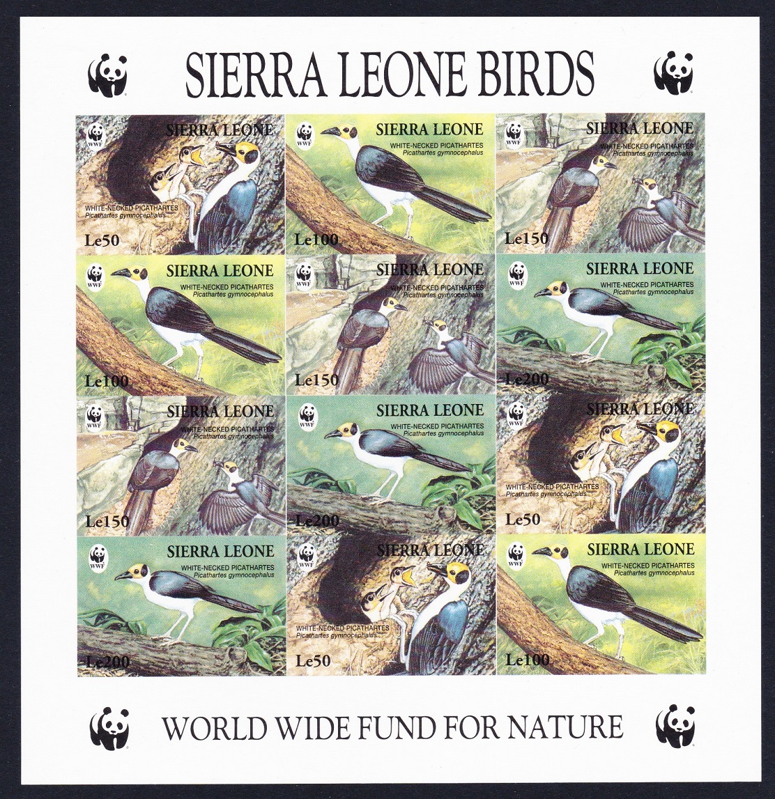 Sierra Leone Birds WWF White-necked Picathartes Imperf Sheetlet of 3 sets 1994 MNH SG#2150-2153