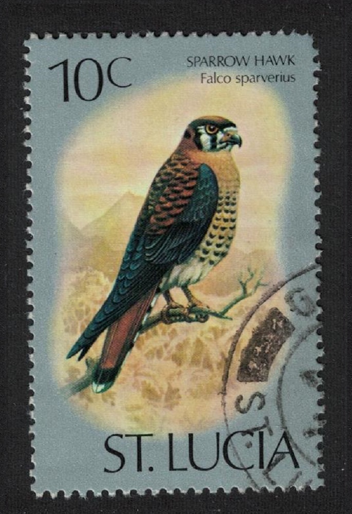 Saint Lucia American kestrel Sparrow Hawk Bird 10c 1976 Canc SG#421