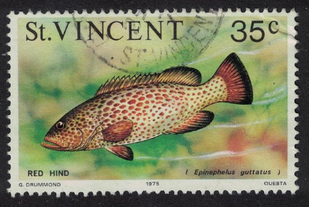 Saint Vincent Red hind Fish Imprint &#39;1975&#39; Canc SG#435