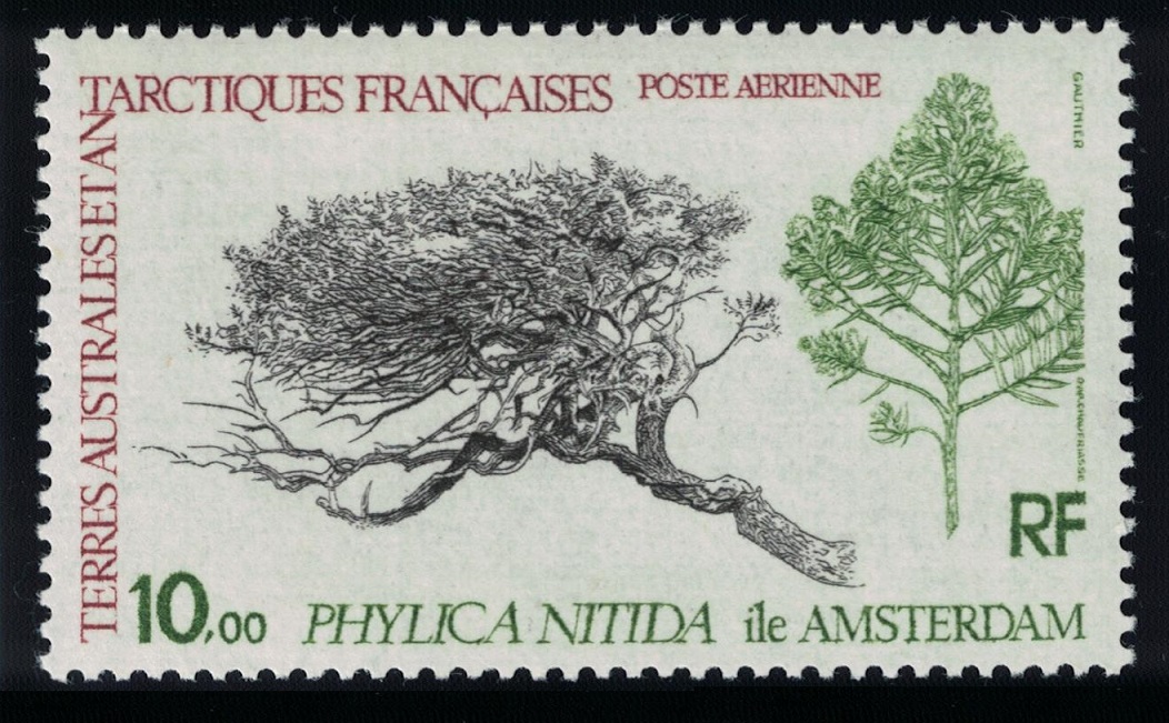 French Southern and Antarctic Territories Antarctic Flora &#39;Phylica nitida&#39; 1980 MNH SG#147 MI#147