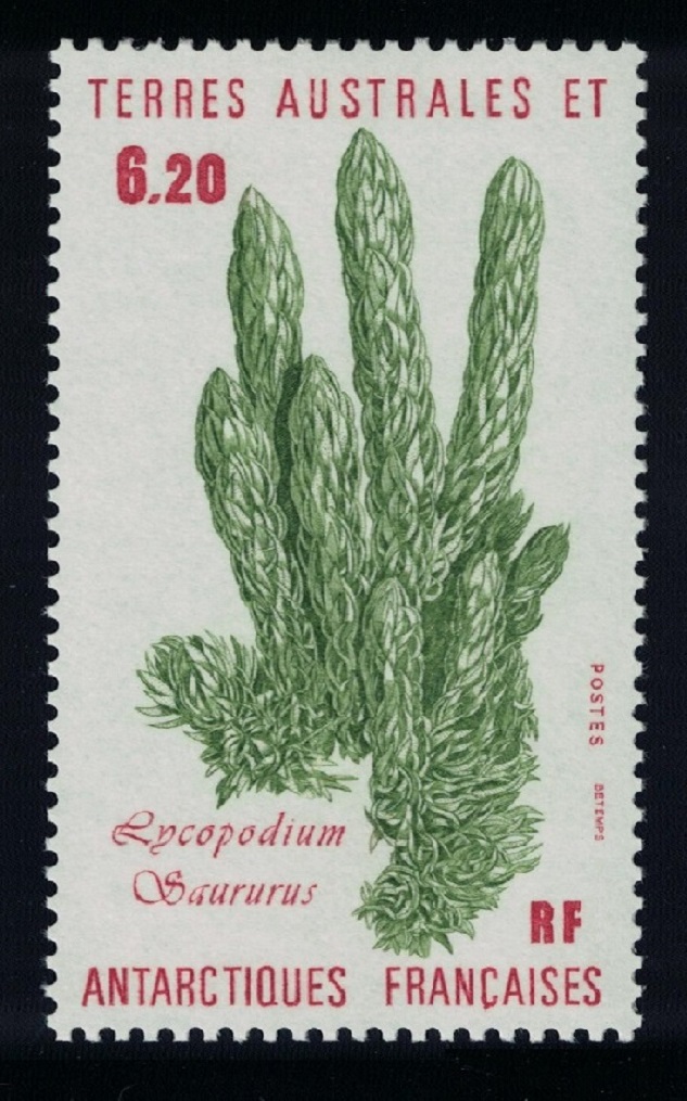 French Southern and Antarctic Territories &#39;Lycopodium saururus&#39; Plant 1986 MNH SG#217 MI#215