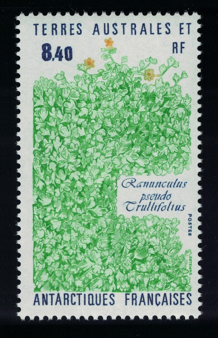 French Southern and Antarctic Territories Plant &#39;Ranunculus pseudo trullifolius&#39; 1990 MNH SG#266 MI#266