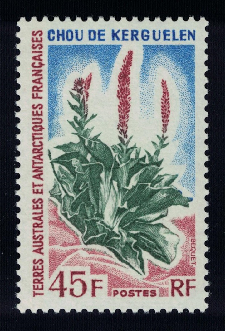 French Southern and Antarctic Territories Kerguelen cabbage Antarctic Flora 45f 1972 MNH SG#32 MI#81 Sc#54