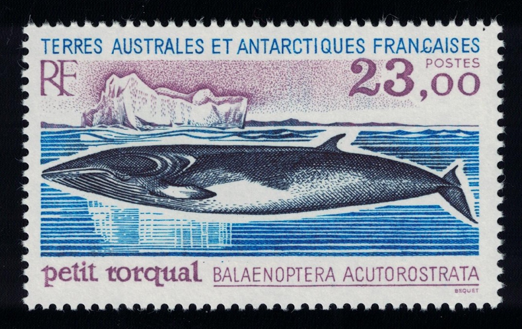 French Southern and Antarctic Territories Minke Whale &#39;Balaenoptera acutorostrata&#39; 1995 MNH SG#342 MI#332