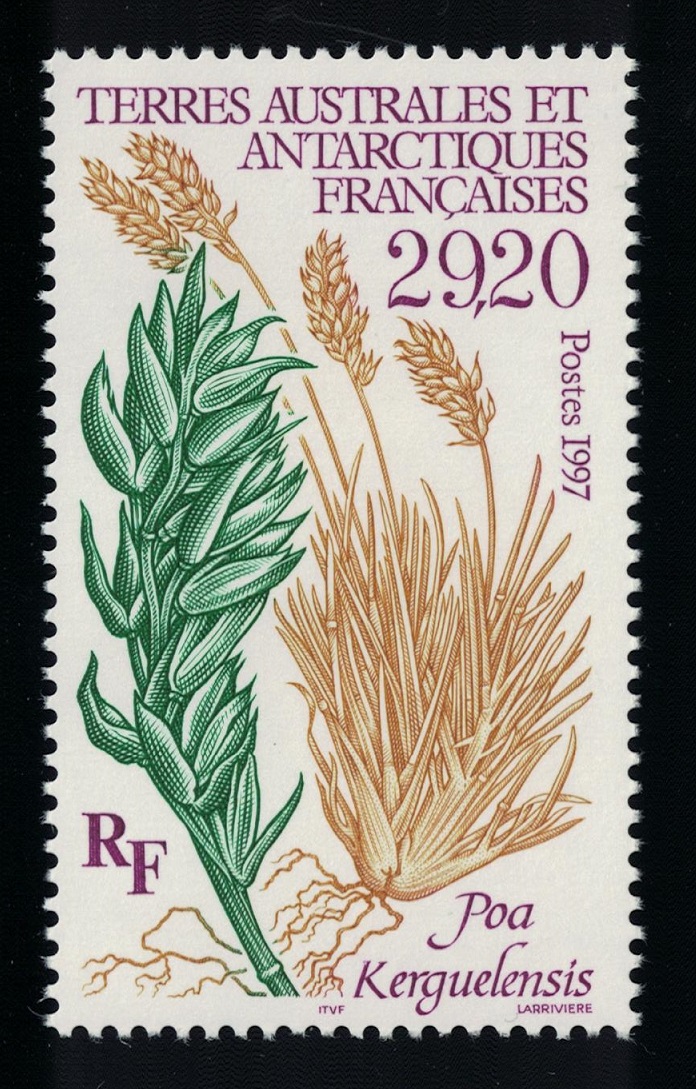 French Southern and Antarctic Territories &#39;Poa kerguelensis&#39; Plant 1997 MNH SG#373 MI#367