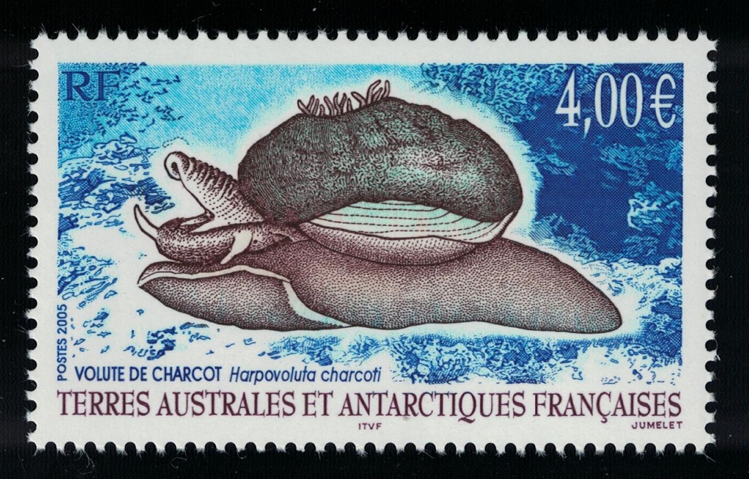 French Southern and Antarctic Territories Snail Volute de Charcot 2005 MNH SG#538 MI#564 Sc#352