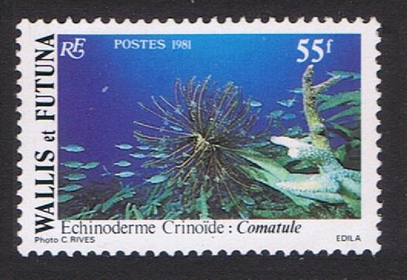 Wallis and Futuna Feather-star Undersea Fauna 55f 1981 MNH SG#375 Sc#269