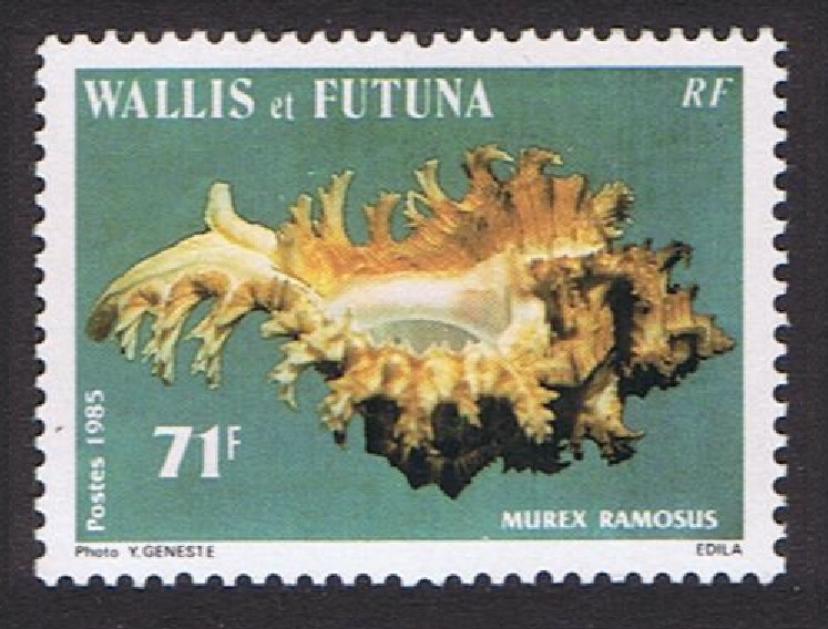 Wallis and Futuna Sea Shells 71f 1985 MNH SG#464 MI#484 Sc#325